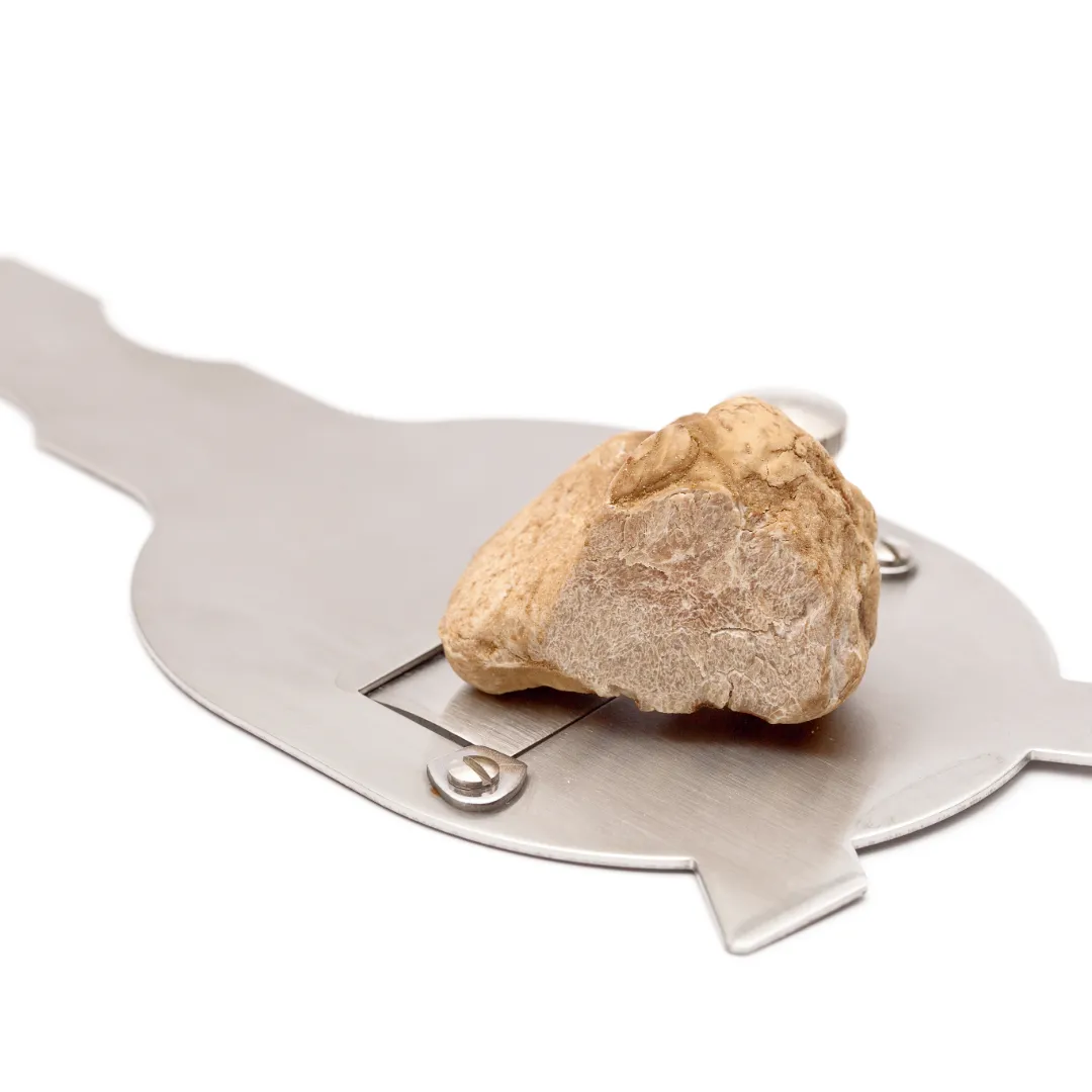 Fresh White Truffle Mushroom on a metal slicer